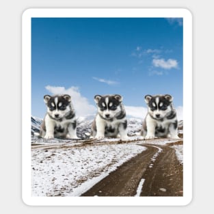 husky puppies Sticker